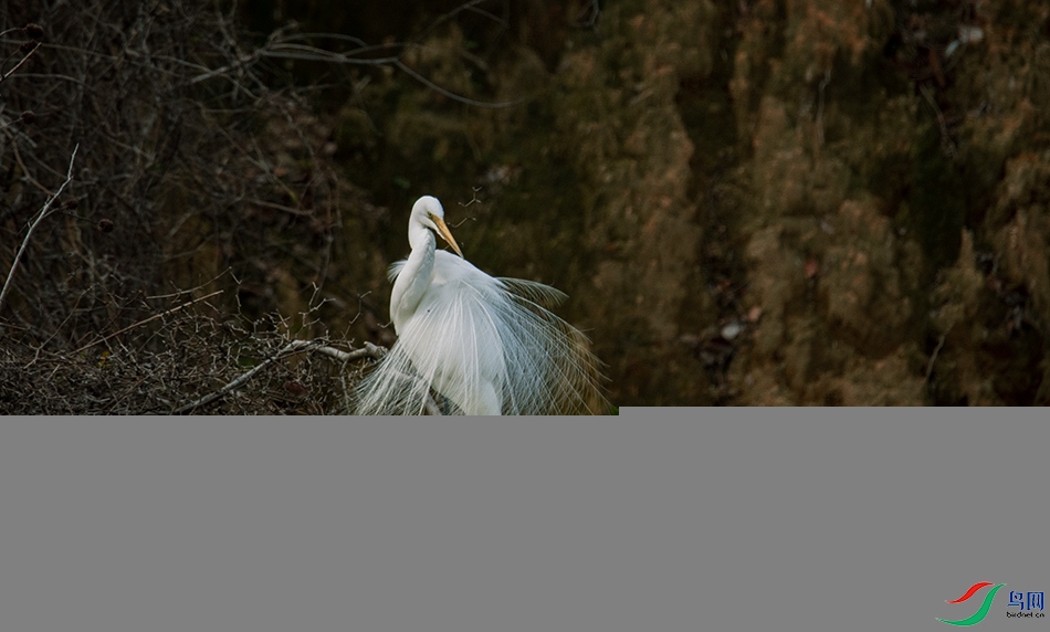 DSC_7472().jpg