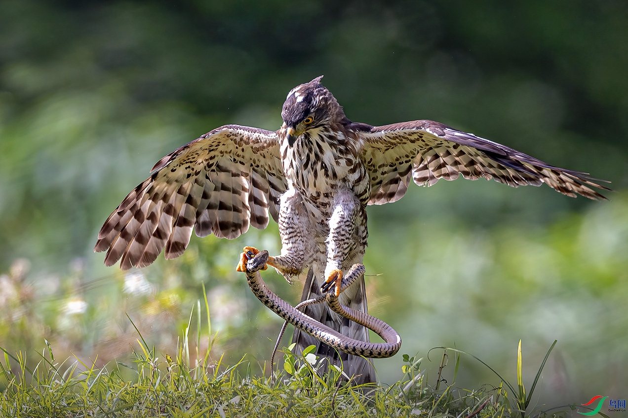 _58I3699  ӥ�ߴ�ս��2-С���أ�.jpg