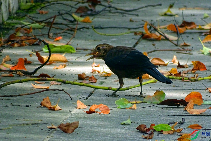 DSC02175.JPG