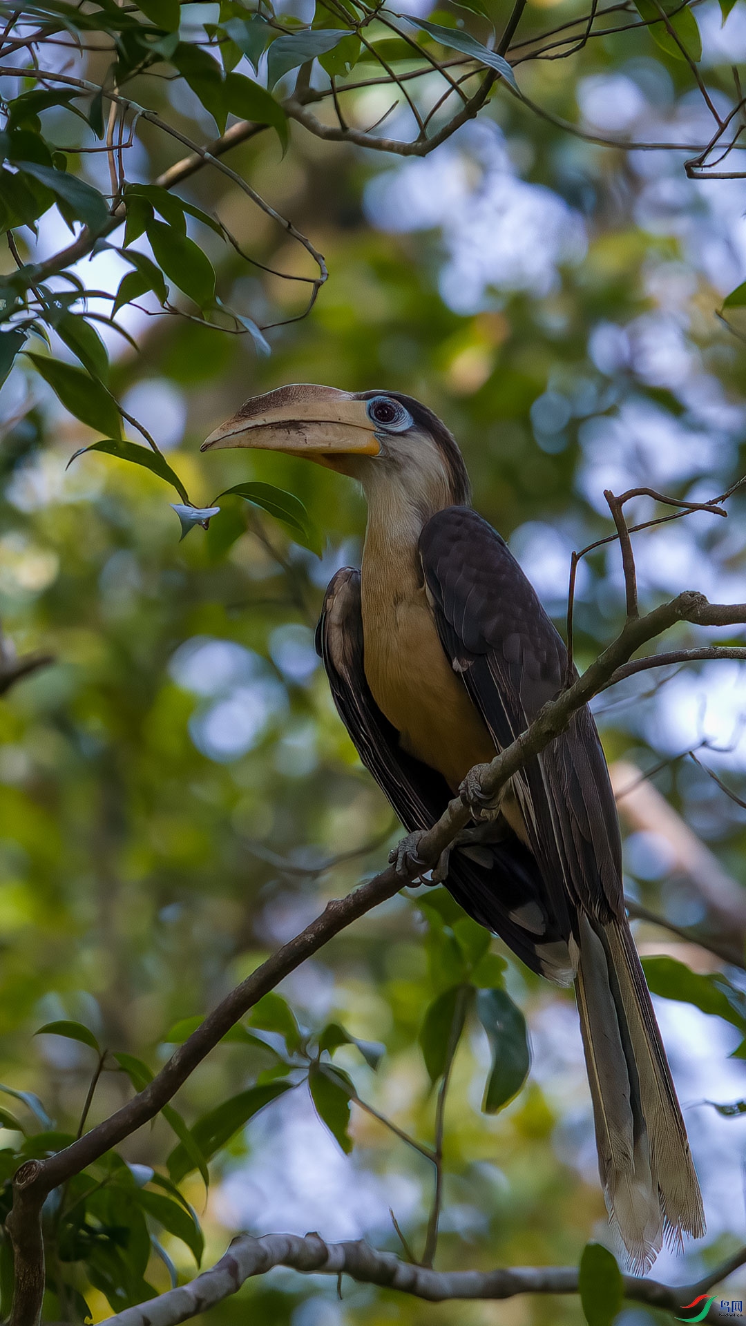 �׺�Ϭ�B Austen's Brown Hornbill