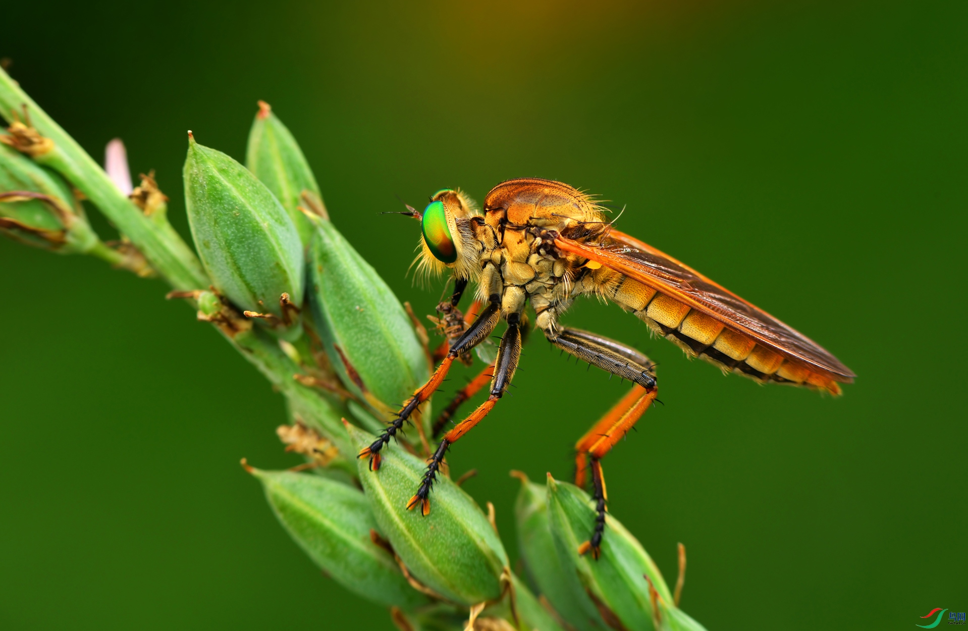 DSC_9733 ����.jpg