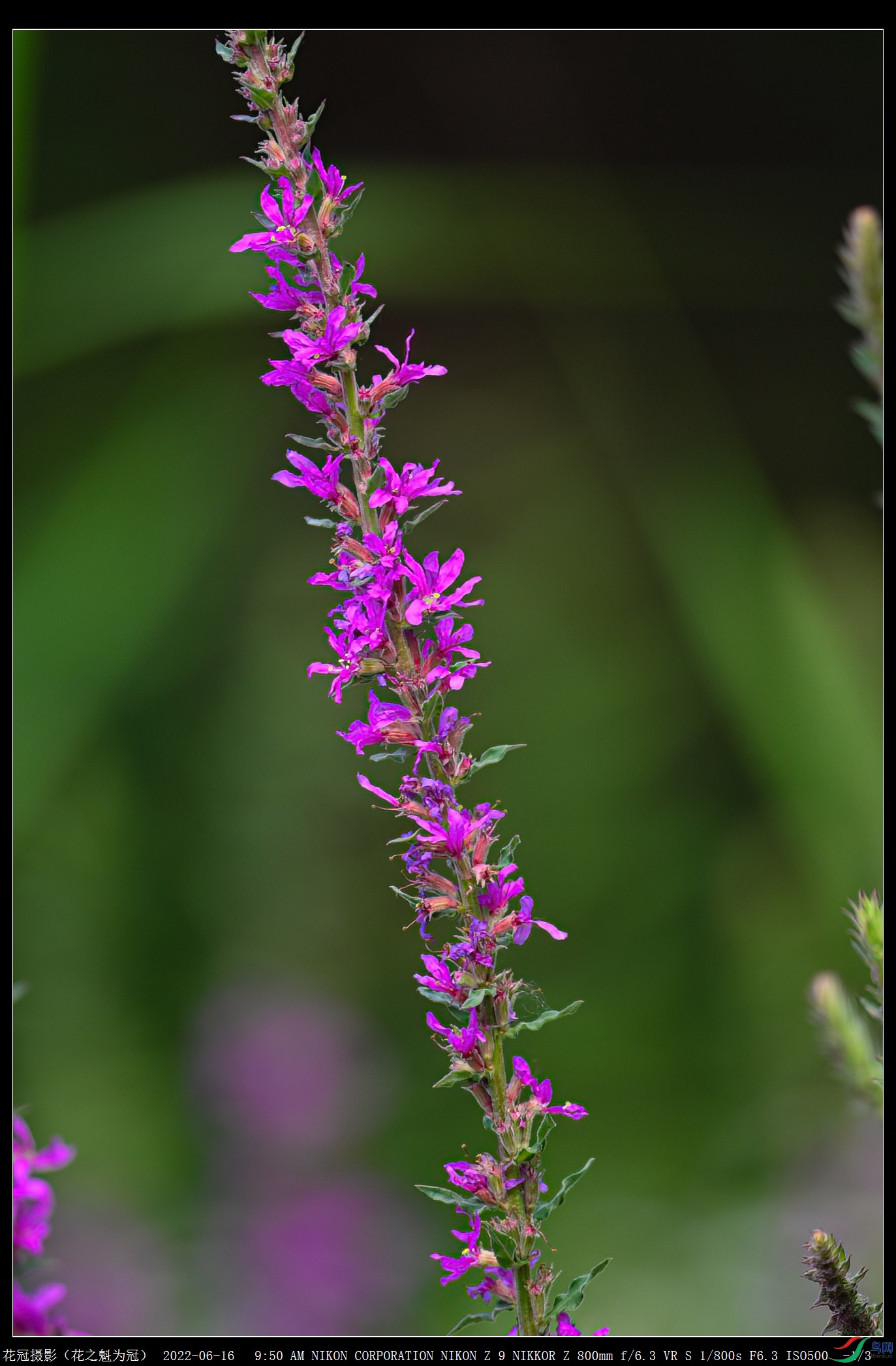 DSC_6162B-1-DeNoiseAI-low-light_����.jpg