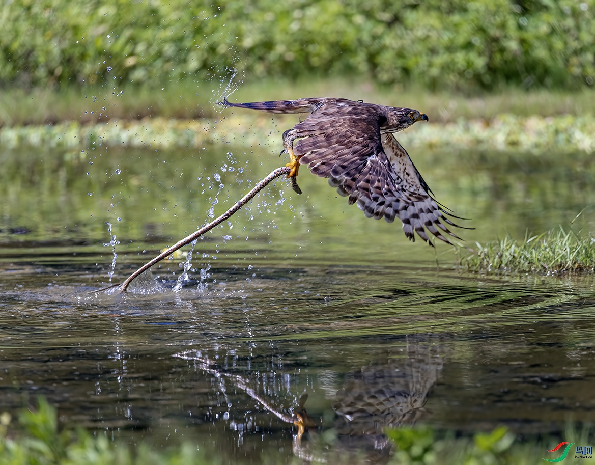 IMG_0082  ˮ�����ߣ�С���أ�.jpg