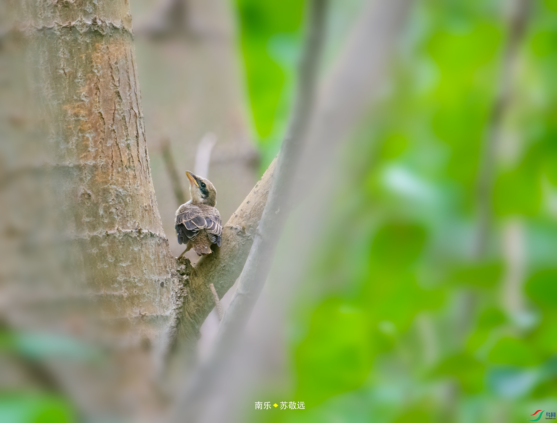 _DSC4305С.jpg