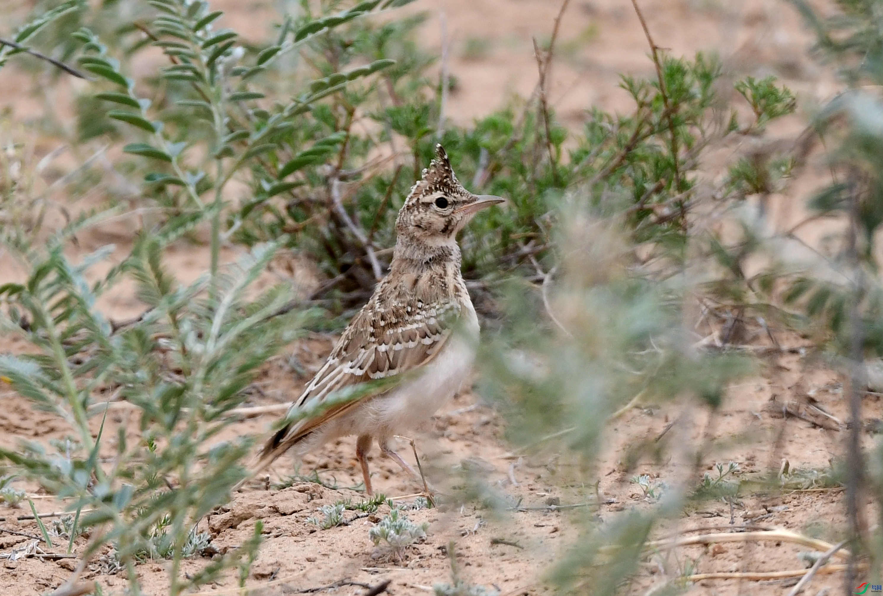 ��ͷ���� ����������̲��.JPG