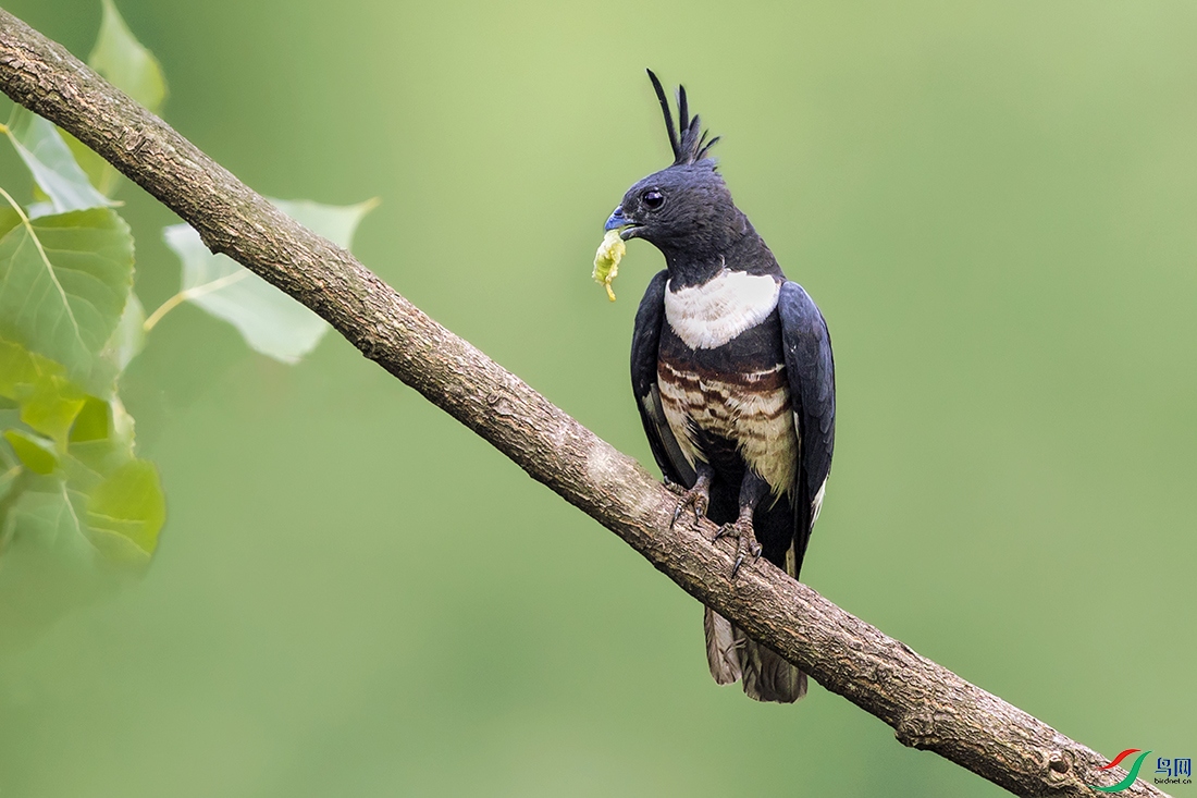 �ڹھ���----��һ���ҵĺڹ�