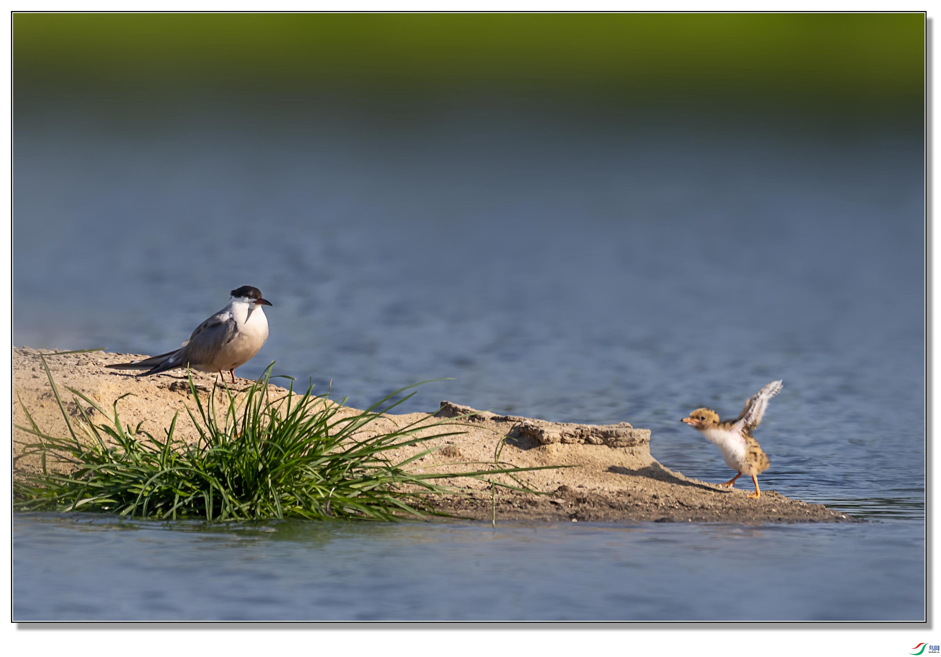 278A1690.jpg