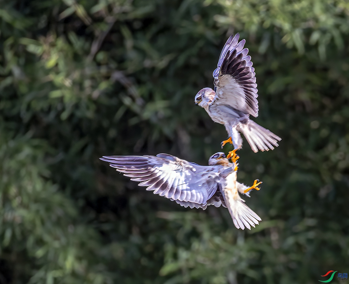 IMG_0490  ����-�ڳ�𰣨С���أ�.jpg