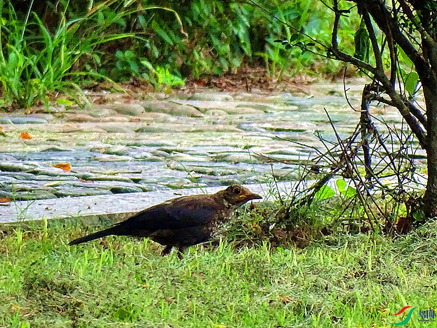DSC02336.JPG