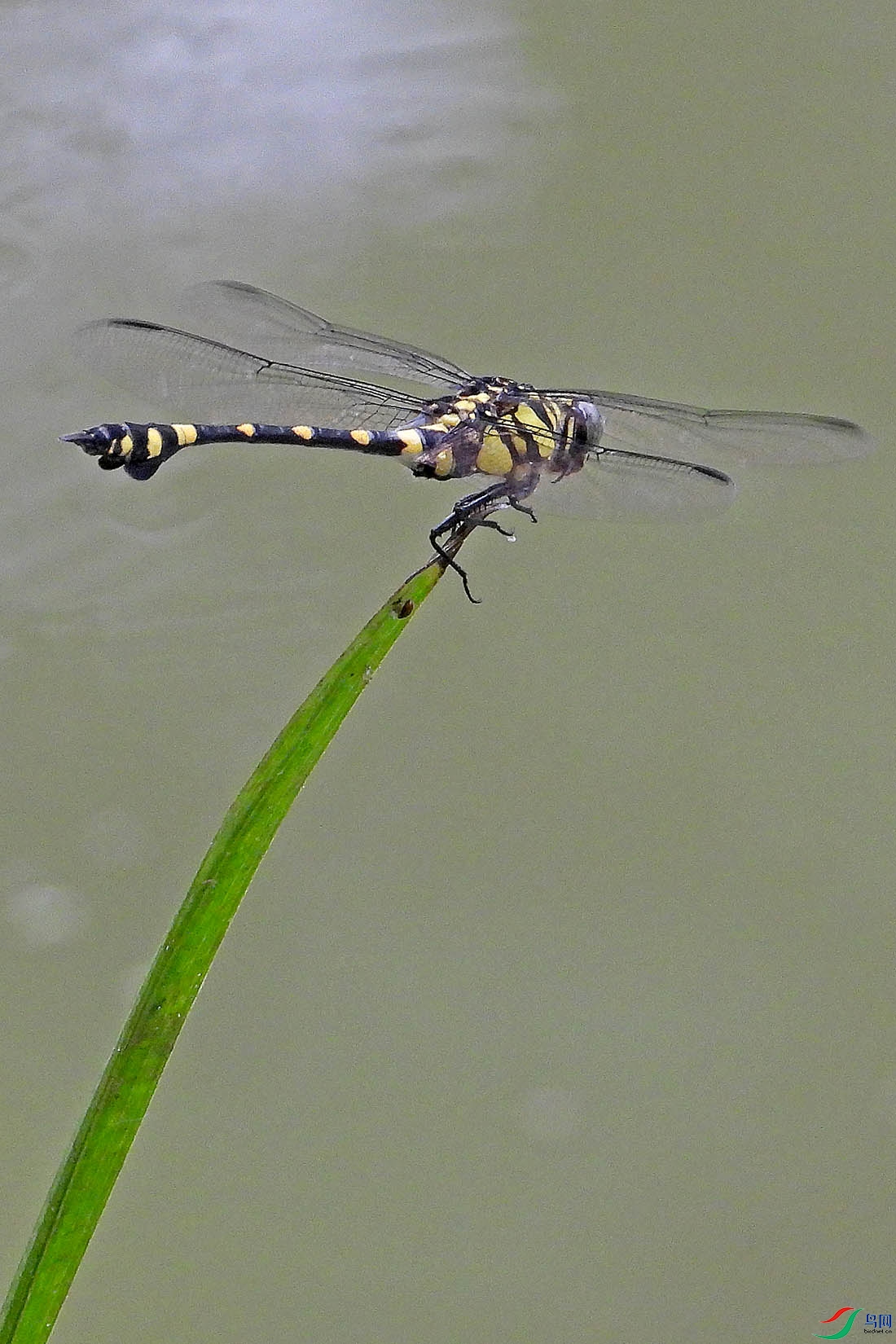 八卦田老虎蜻蜓