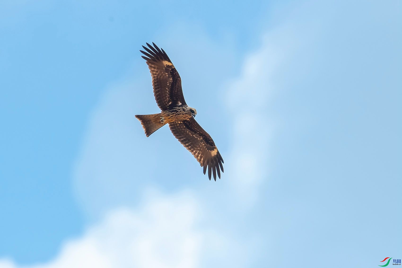 DSC_0100.jpg