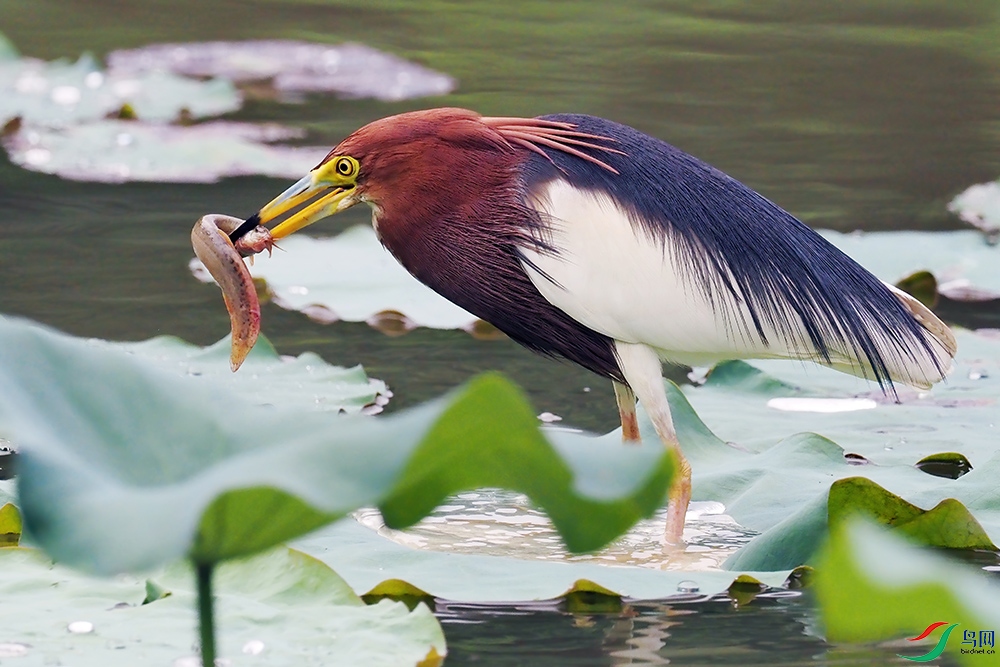 ����׽����