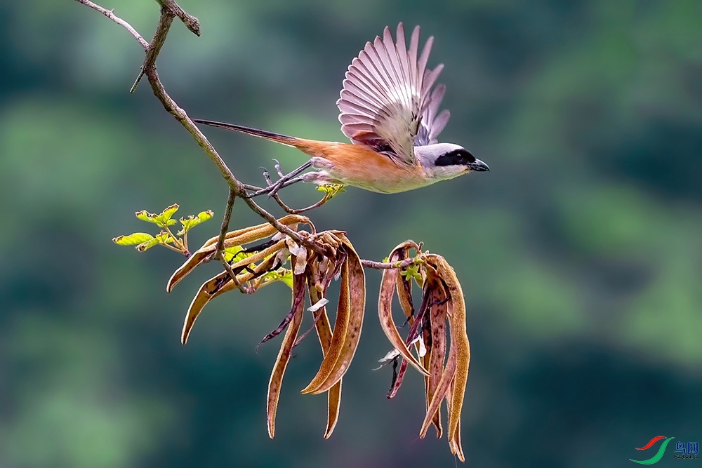 �ر�����