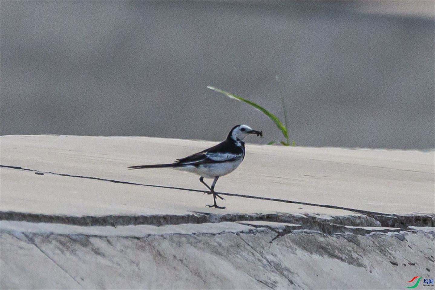 DK7T0148 ����1.jpg