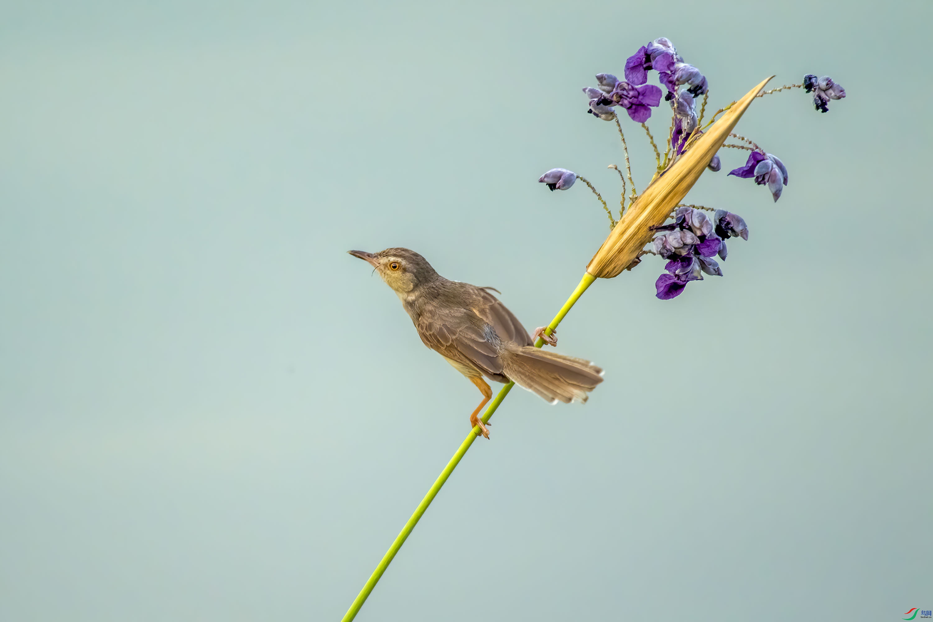 DSC_6279_1.jpg