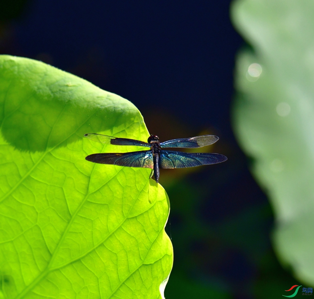 DSC_4063.JPG