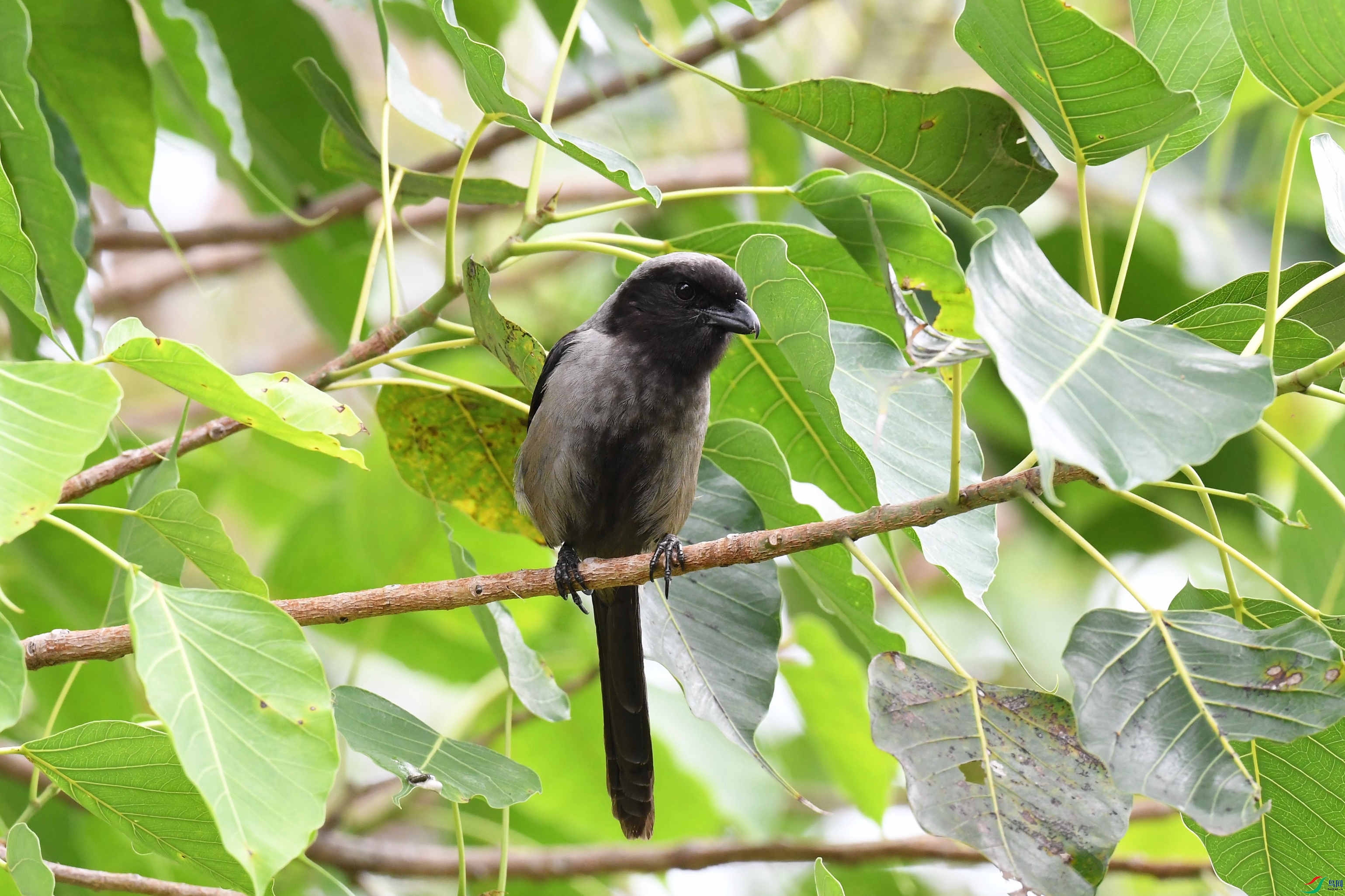 �ر����ͺ�ɫ�� (3).JPG