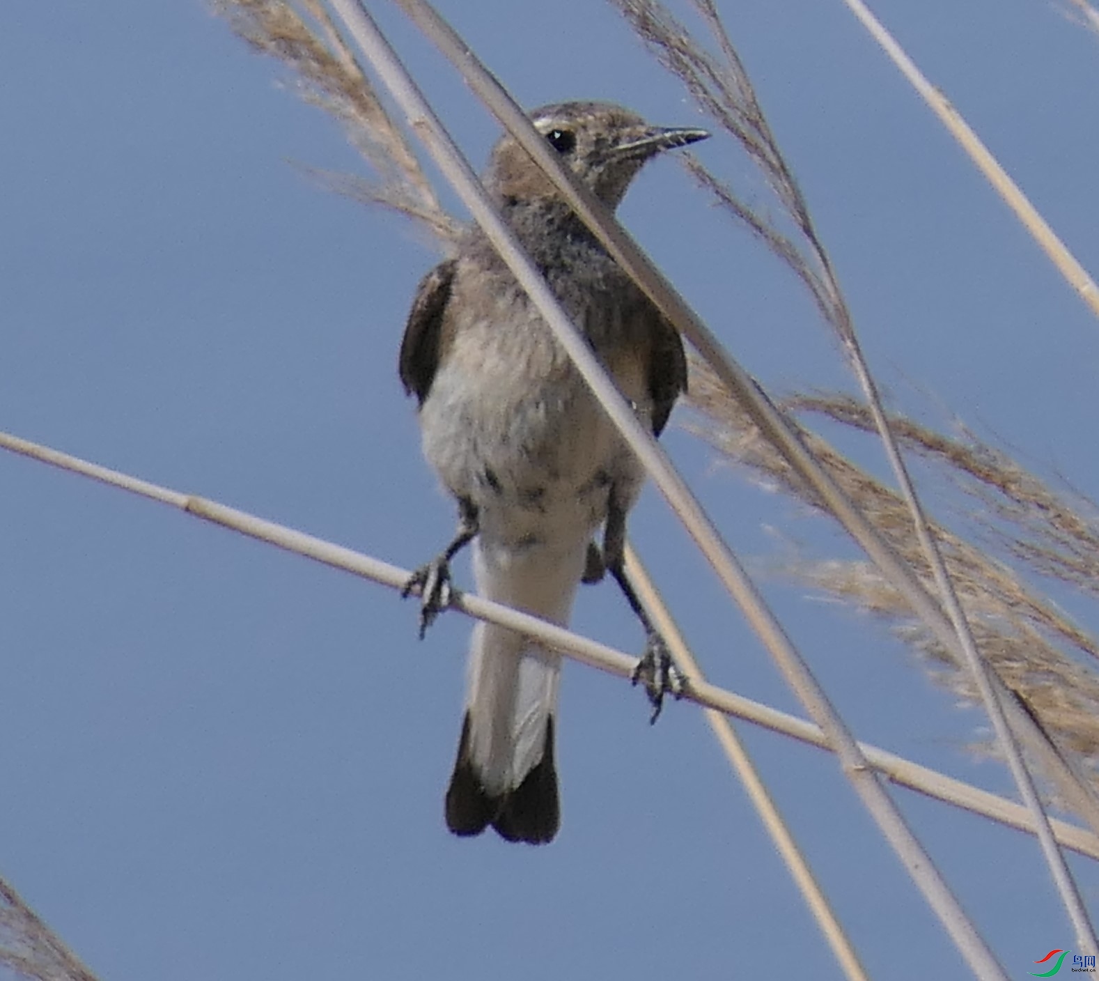 ��6-���׹ź�P2480570.JPG