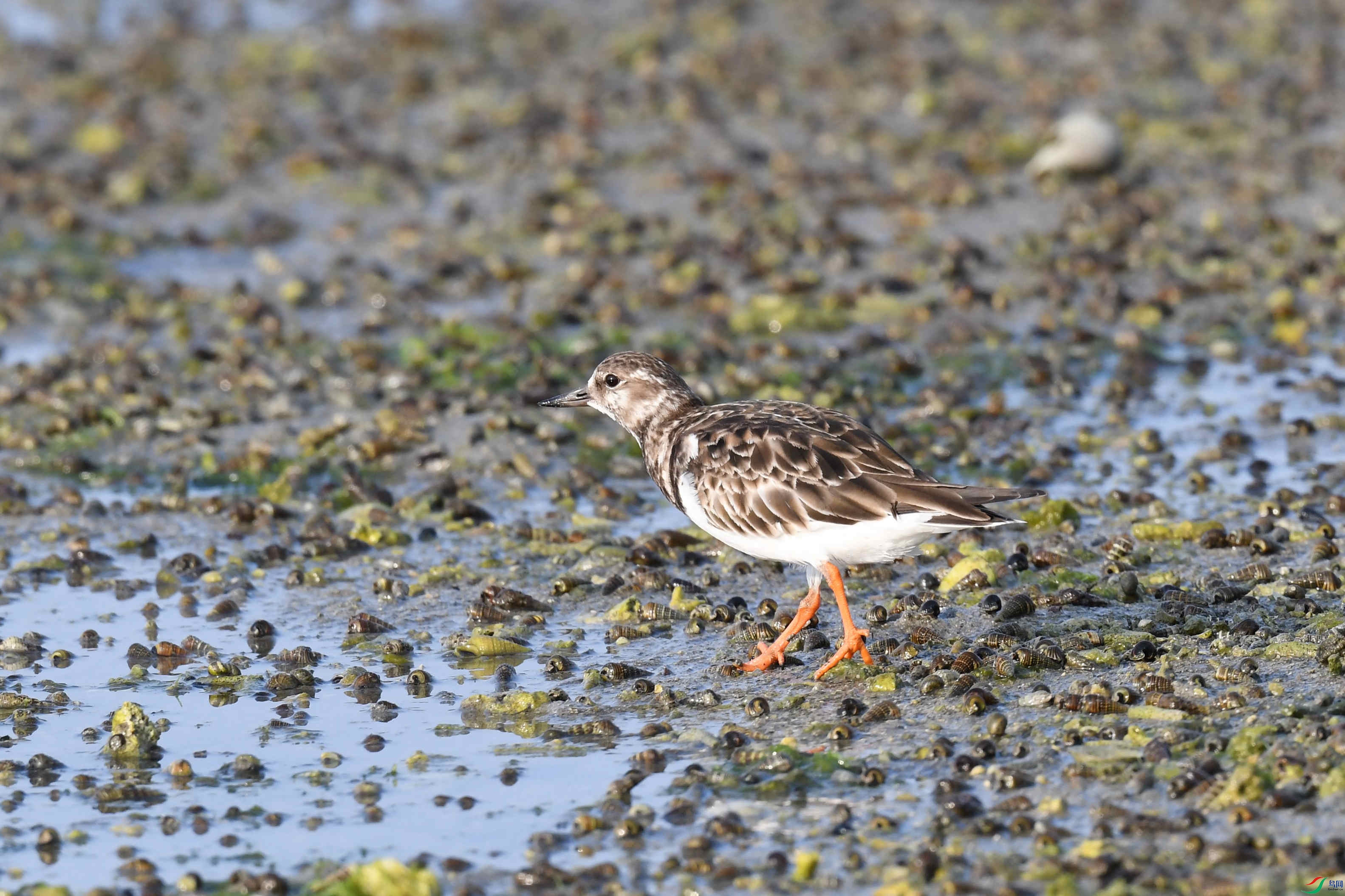 ��ʯ�ֵ�����ʢ�� (2).JPG