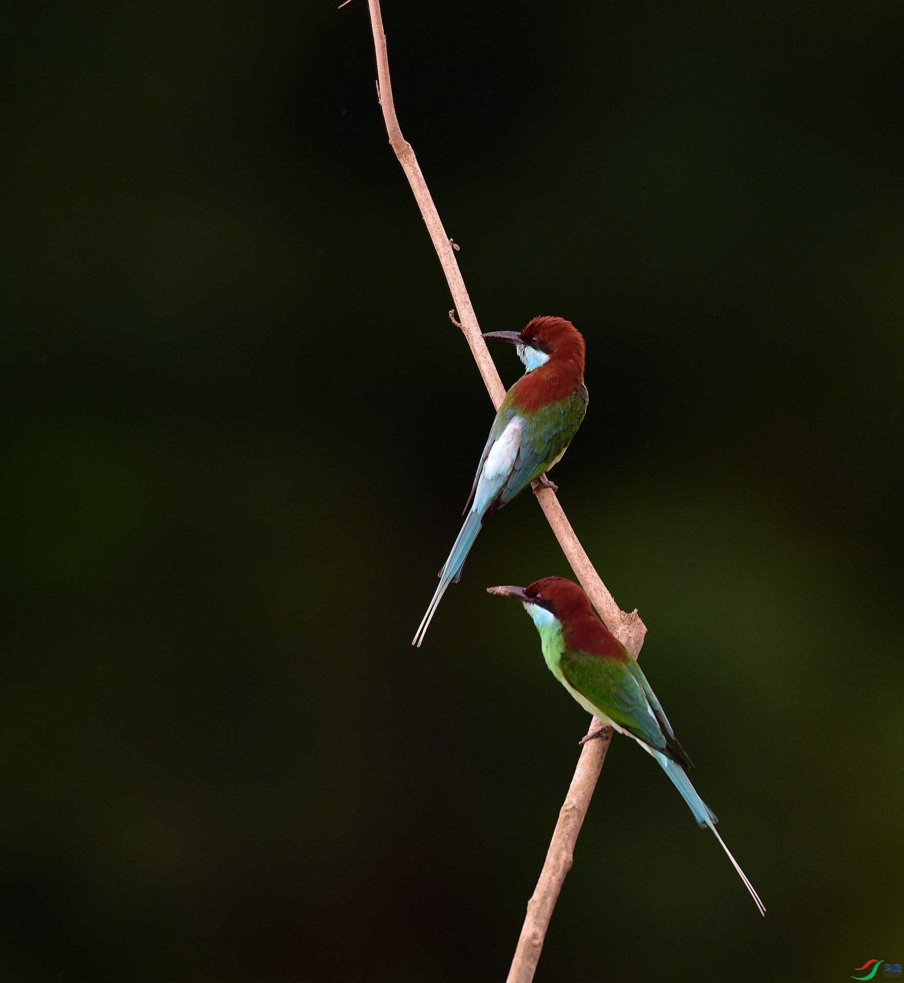 D8I_0818.jpg
