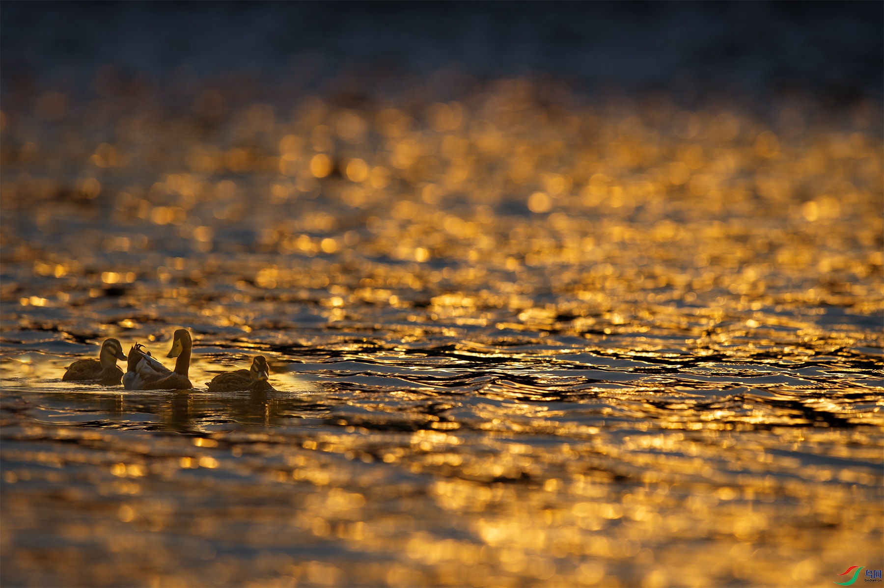 _DSC2262-1fb.jpg
