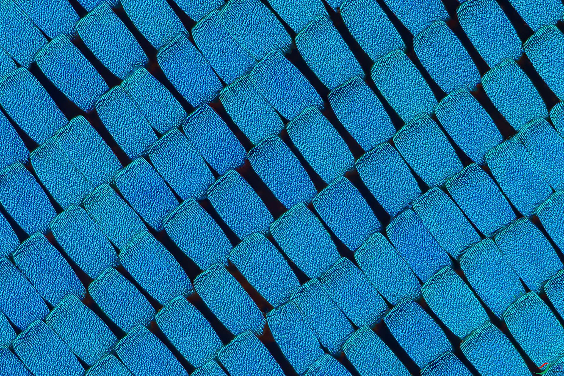 39 ���÷����Ƭ 1920x1280-1M.jpg