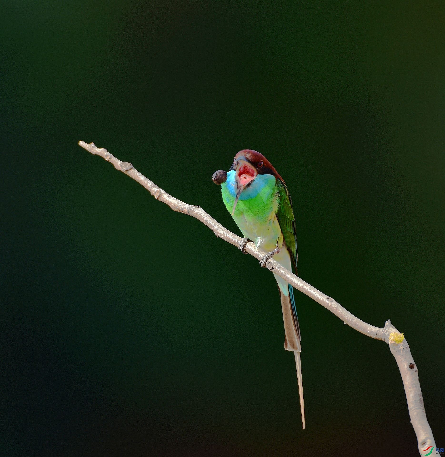 D8I_1396.jpg