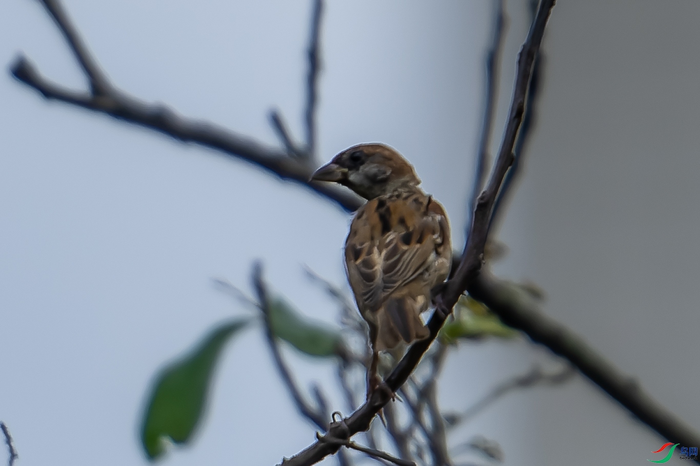 DSC00187-ARW_DxO_DeepPRIME-1.jpg