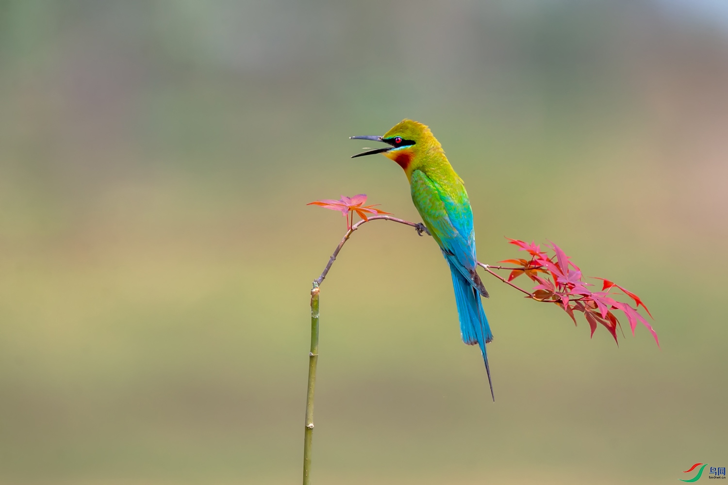 �����仢AW9P0931.jpg