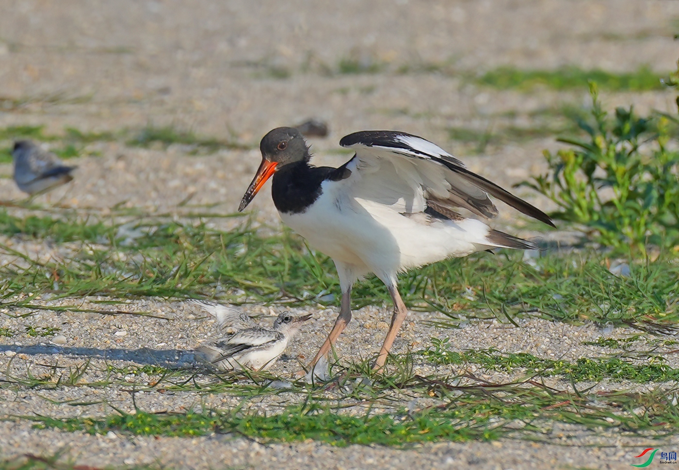 DSD04214----.jpg