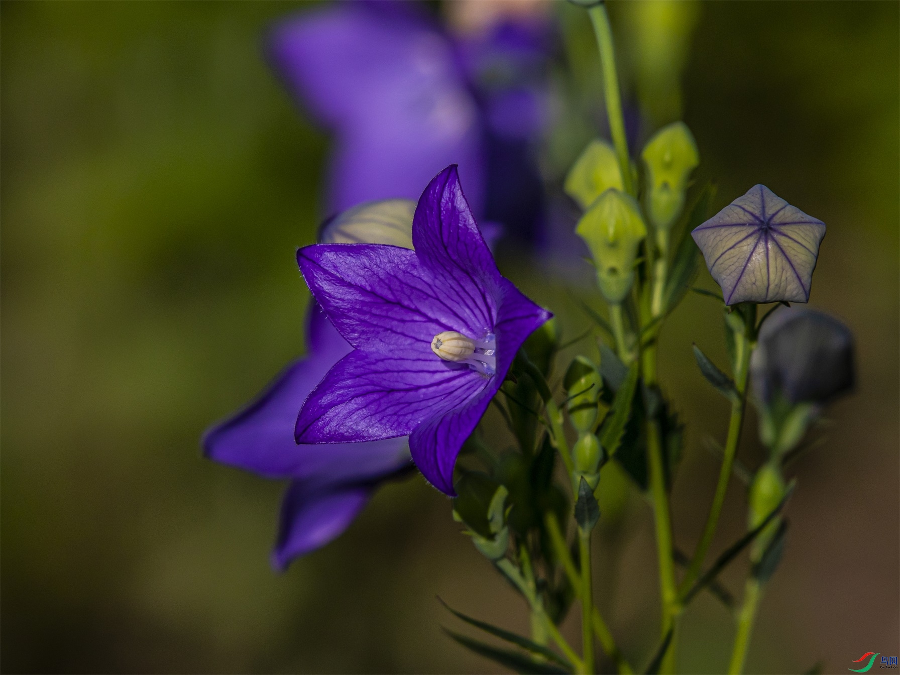 008 ����1.jpg