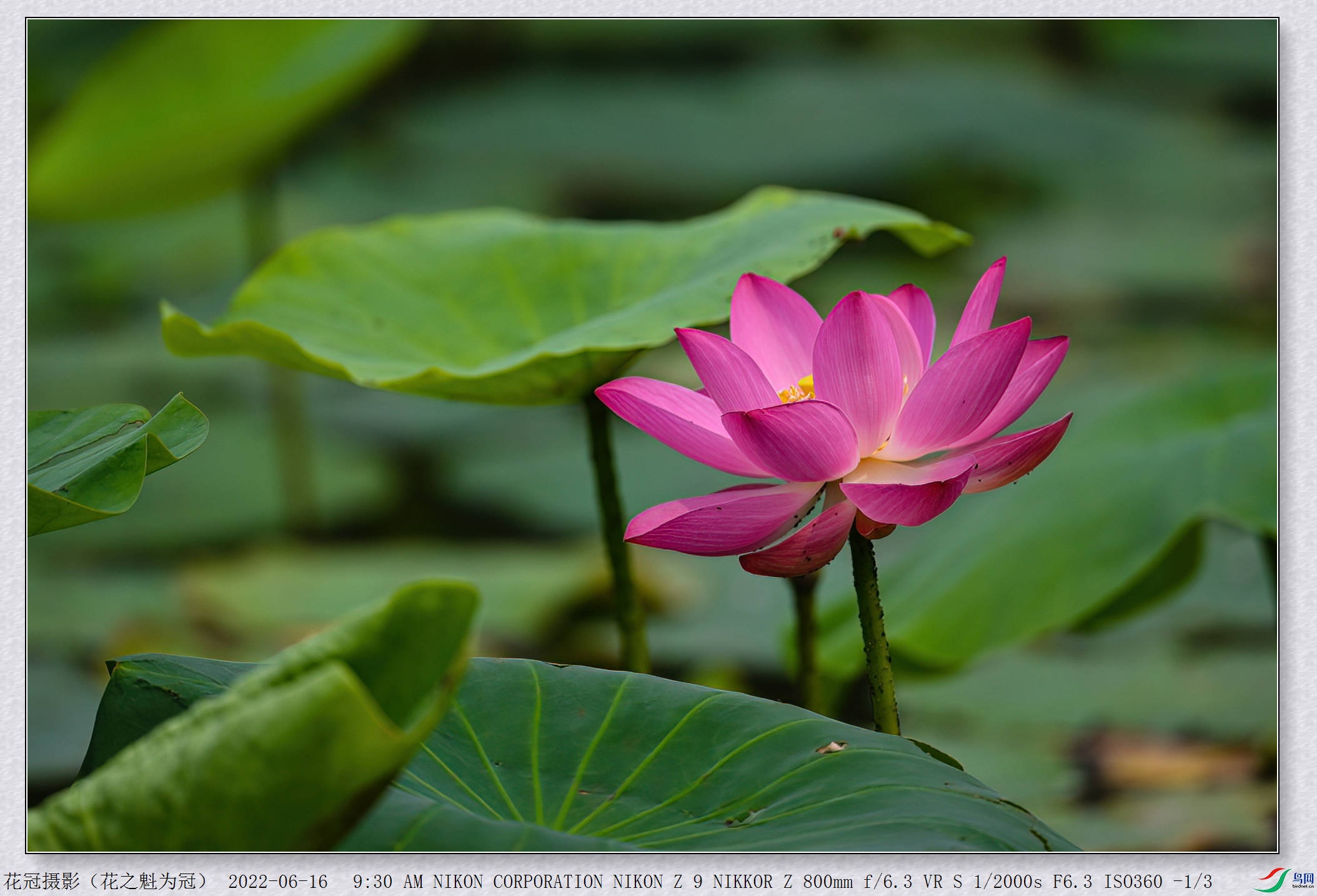 DSC_6071B-1-DeNoiseAI-low-light_����.jpg