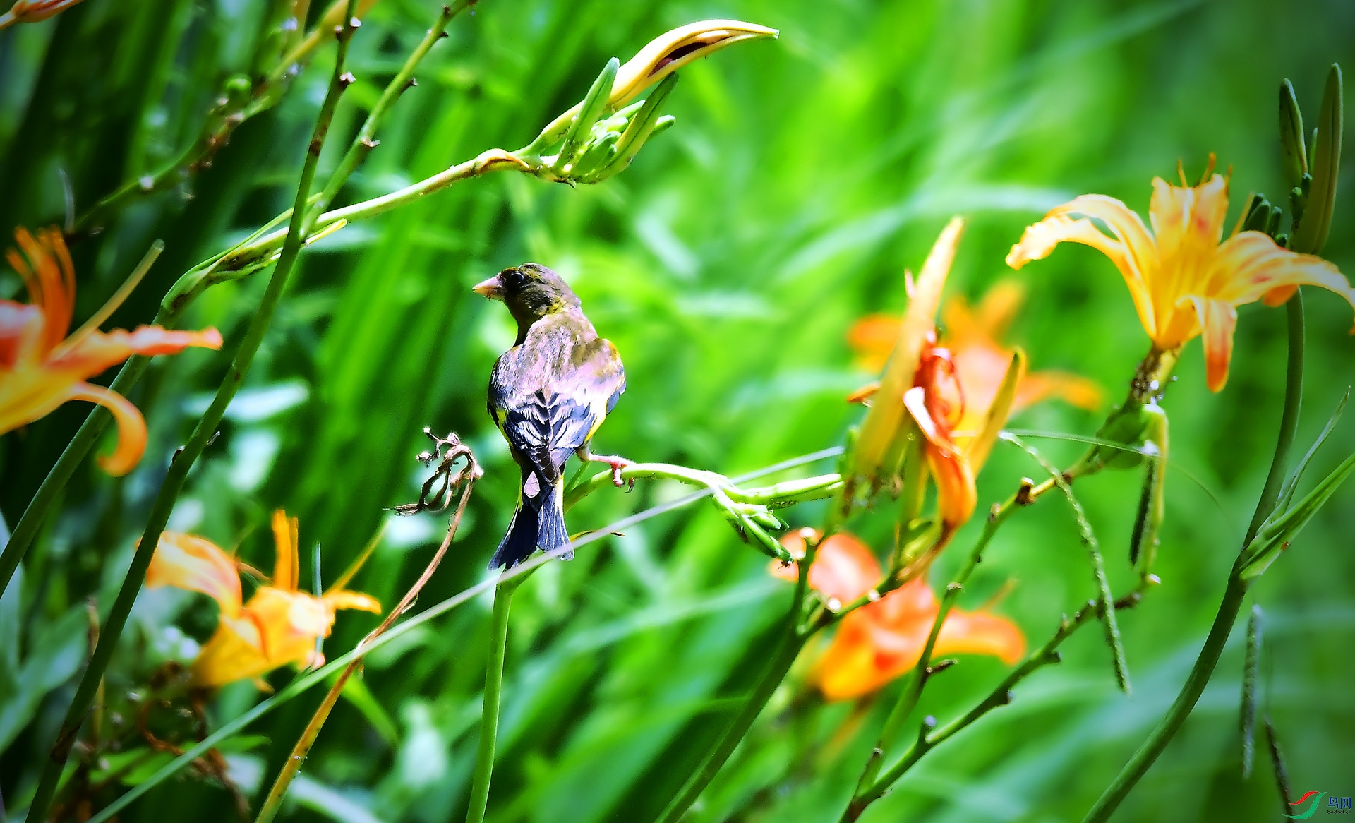 _DSC8378.jpg