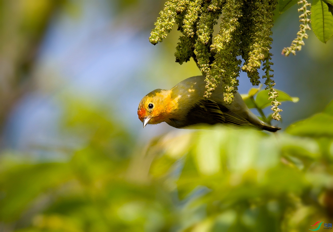 DSC_0335����_����.jpg