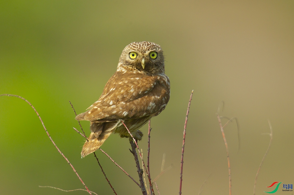 ���Ƹ�С�{ (2).jpg