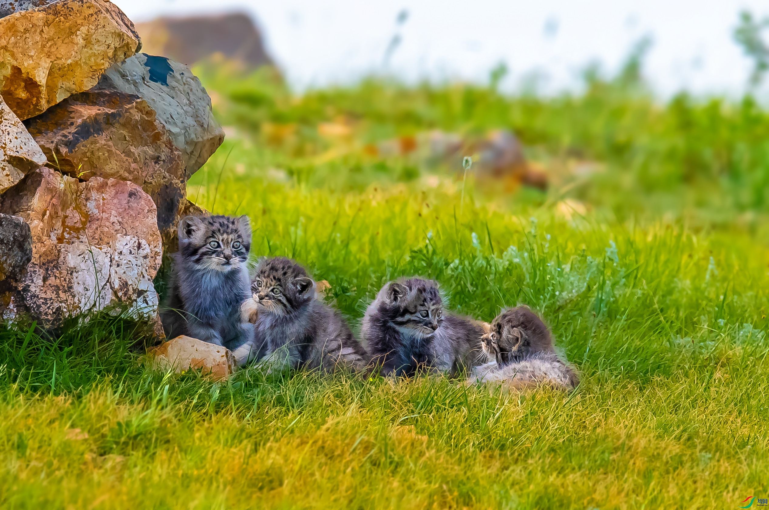 DSC_4451_����.jpg