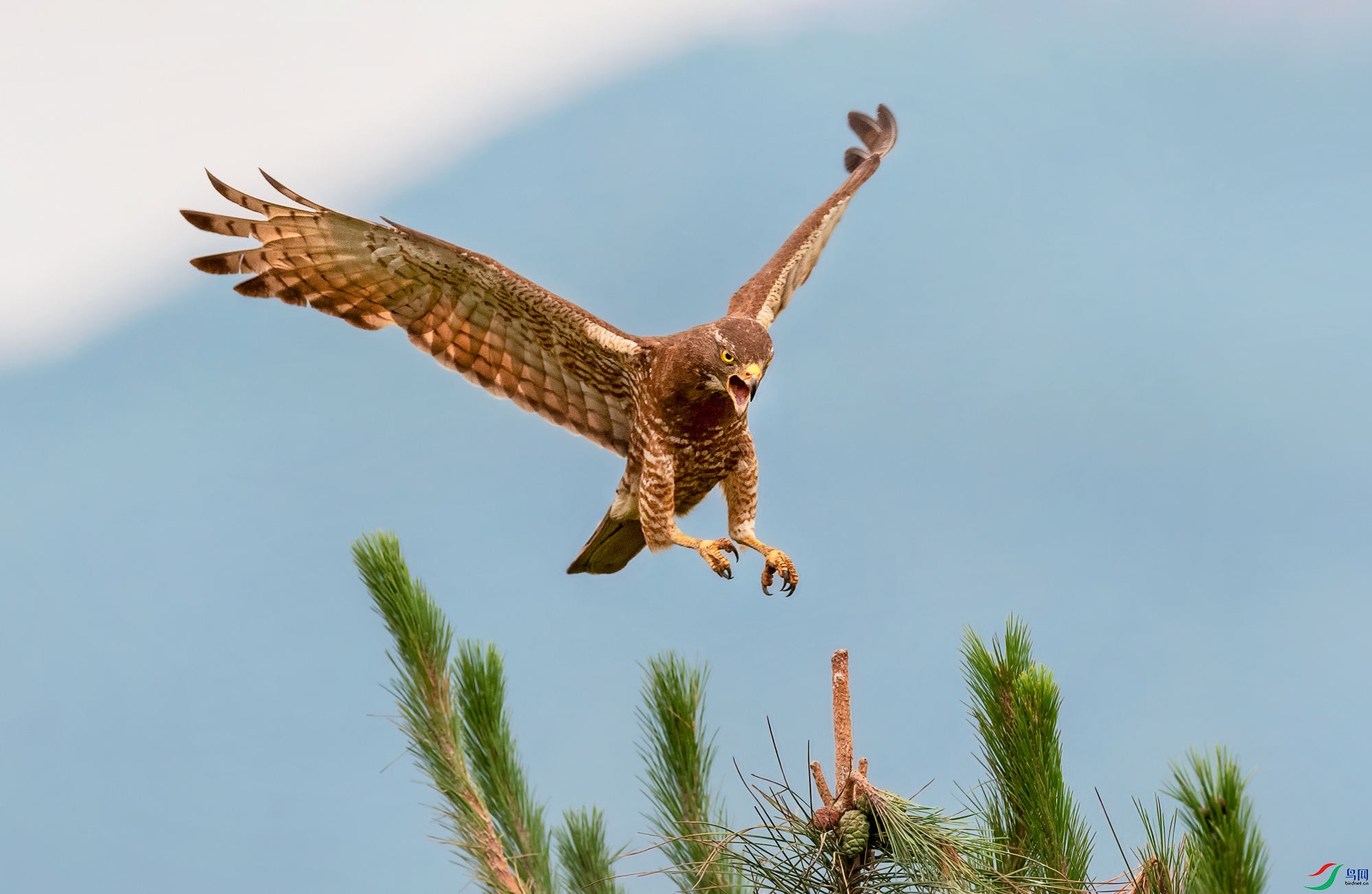 _DSC7867.jpg _DSC7867.jpg