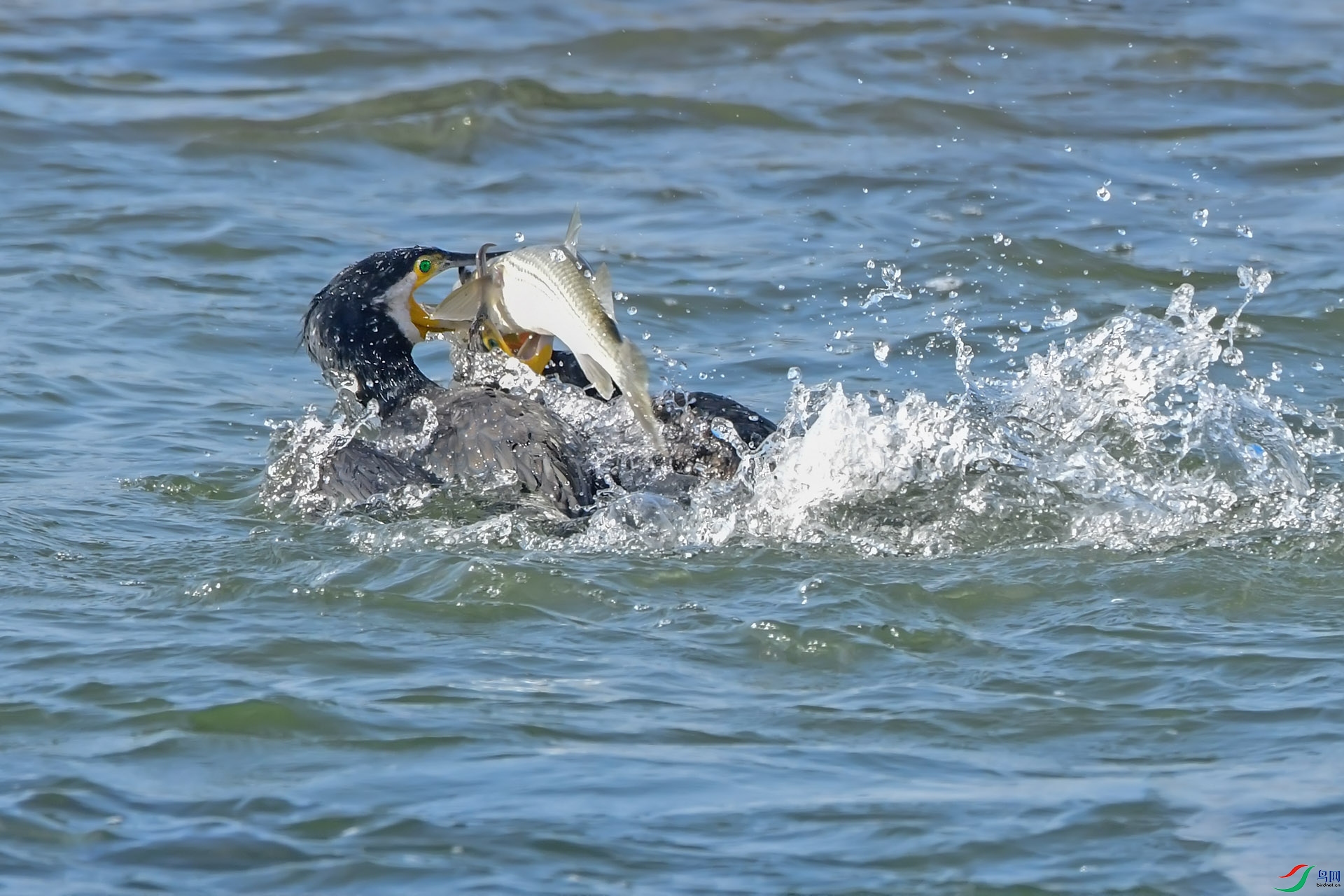 DSC_2295 ����.jpg