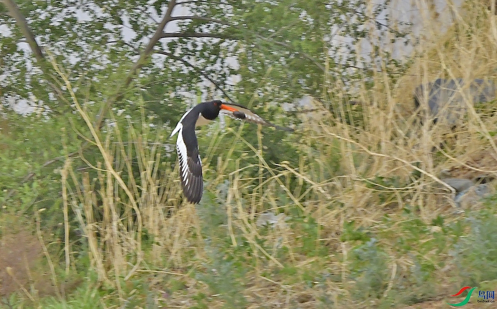 _DSC9384.JPG