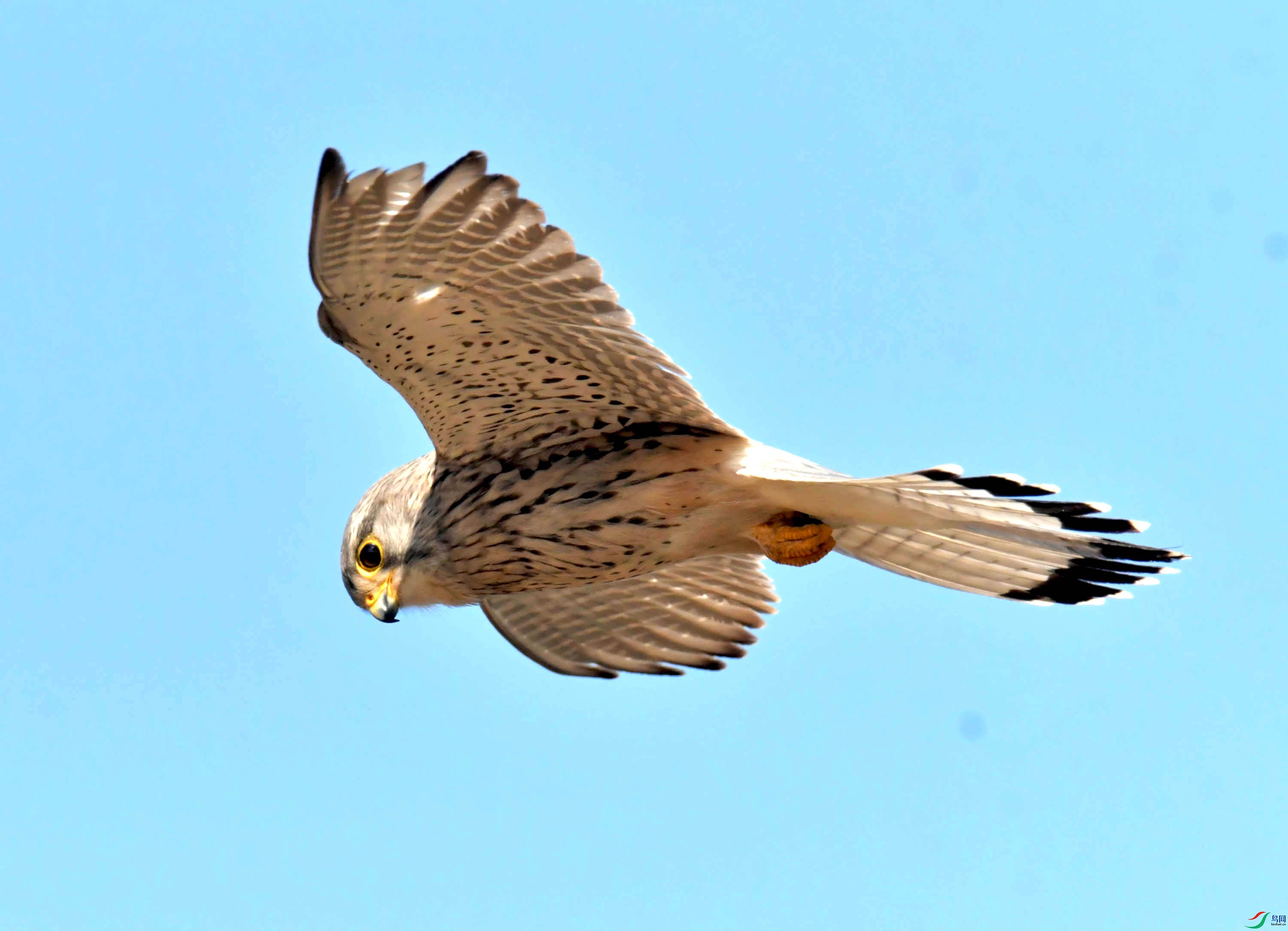 DSC_2870.JPG