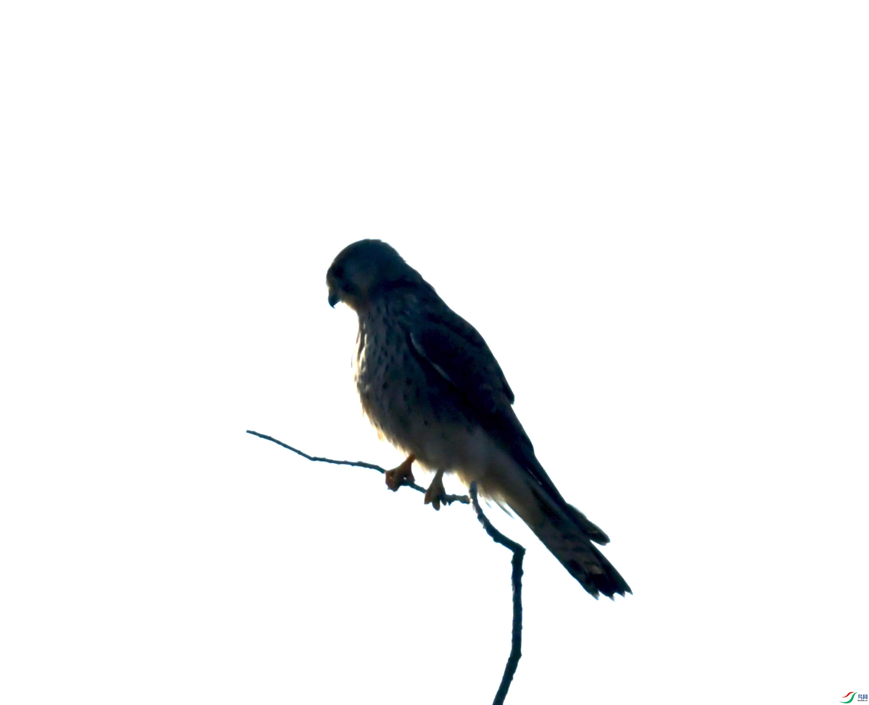 DSC_8655.JPG