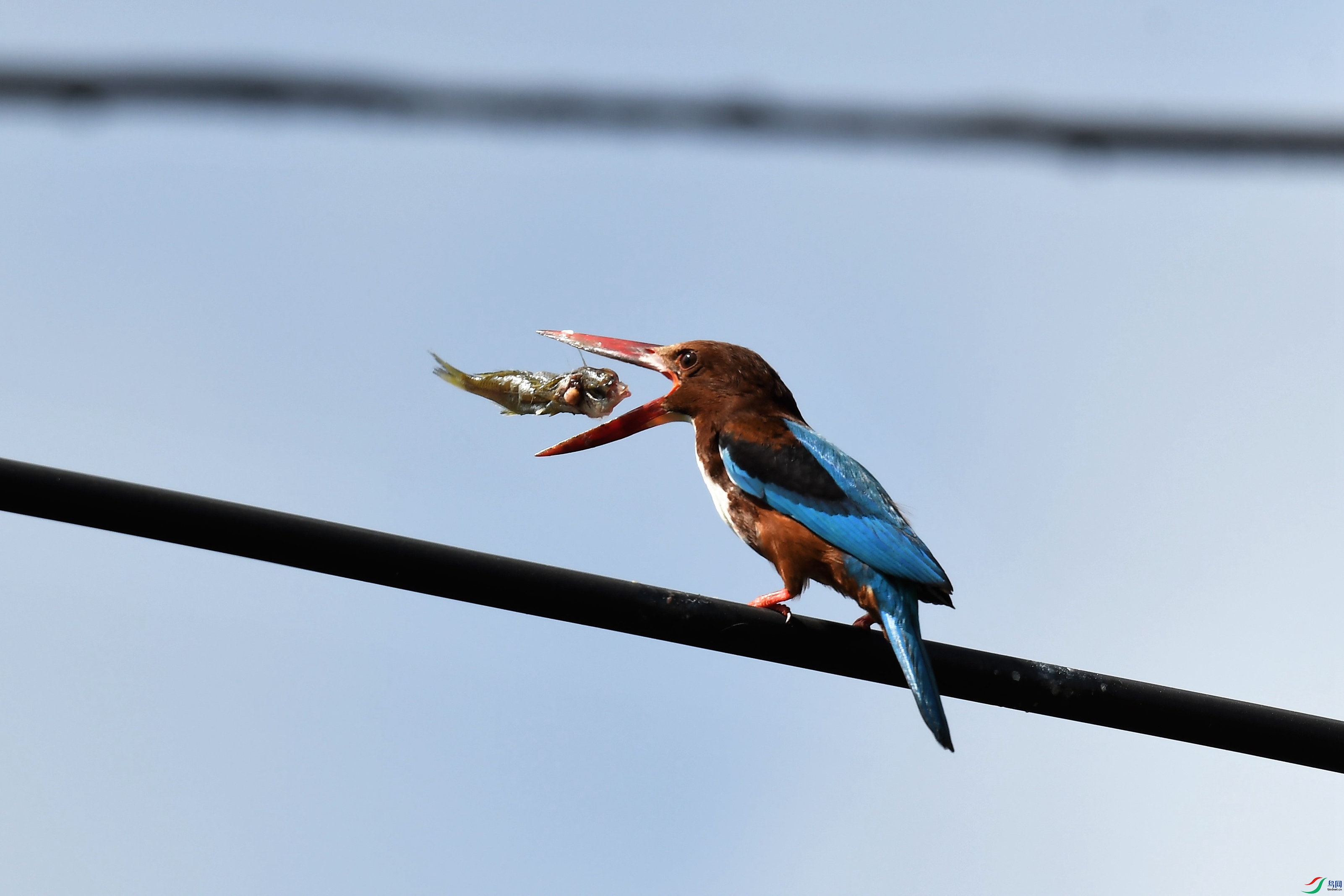 ������� (1).JPG