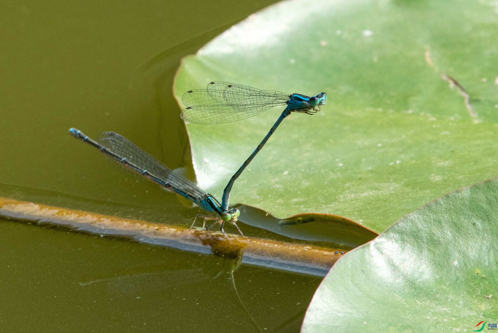 DSC_7207.jpg