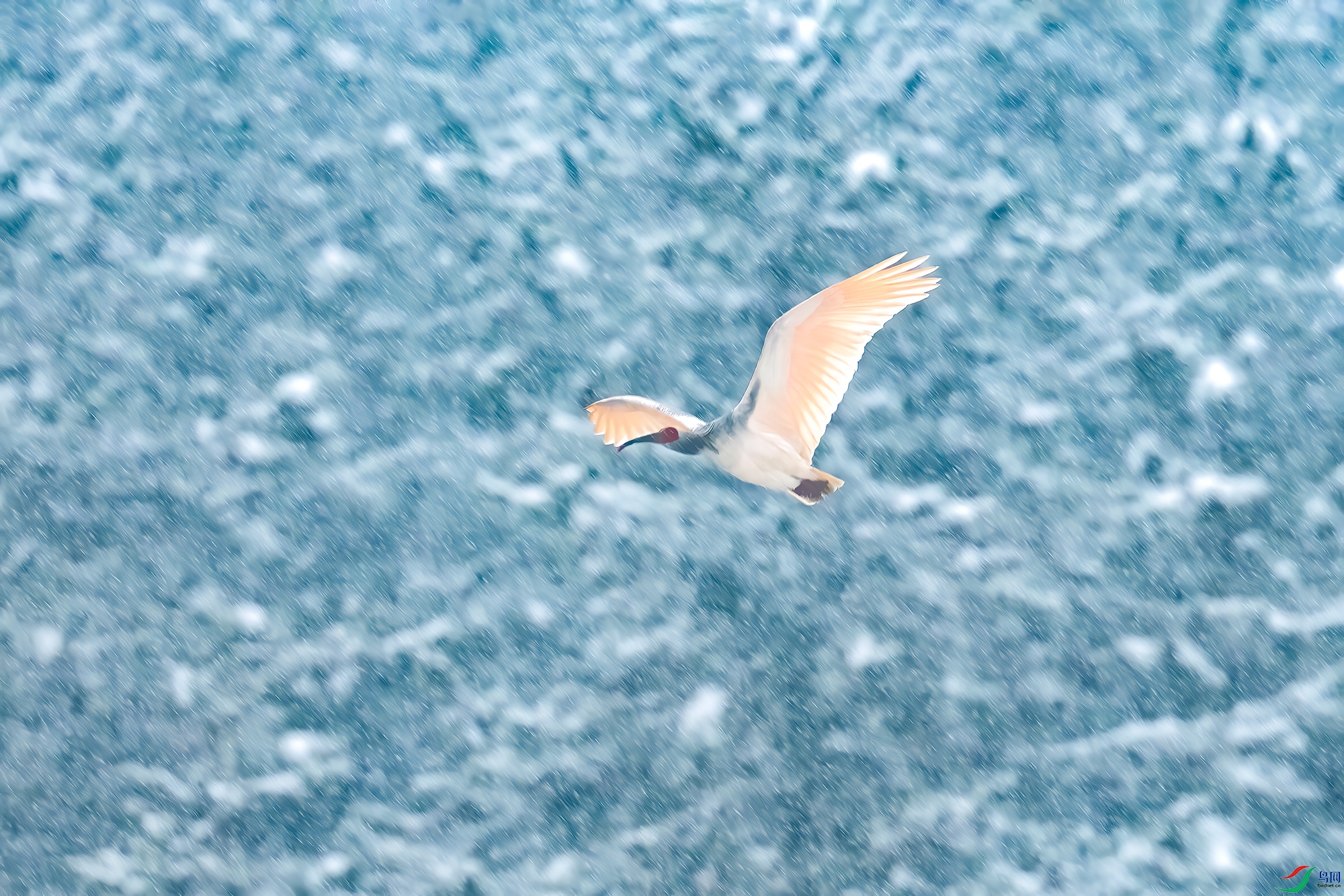 _DSC8395.jpg