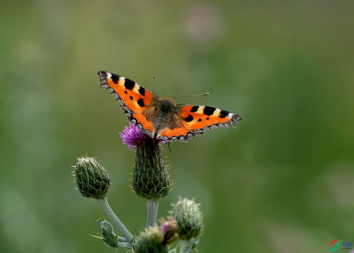 DSCF6112.JPG