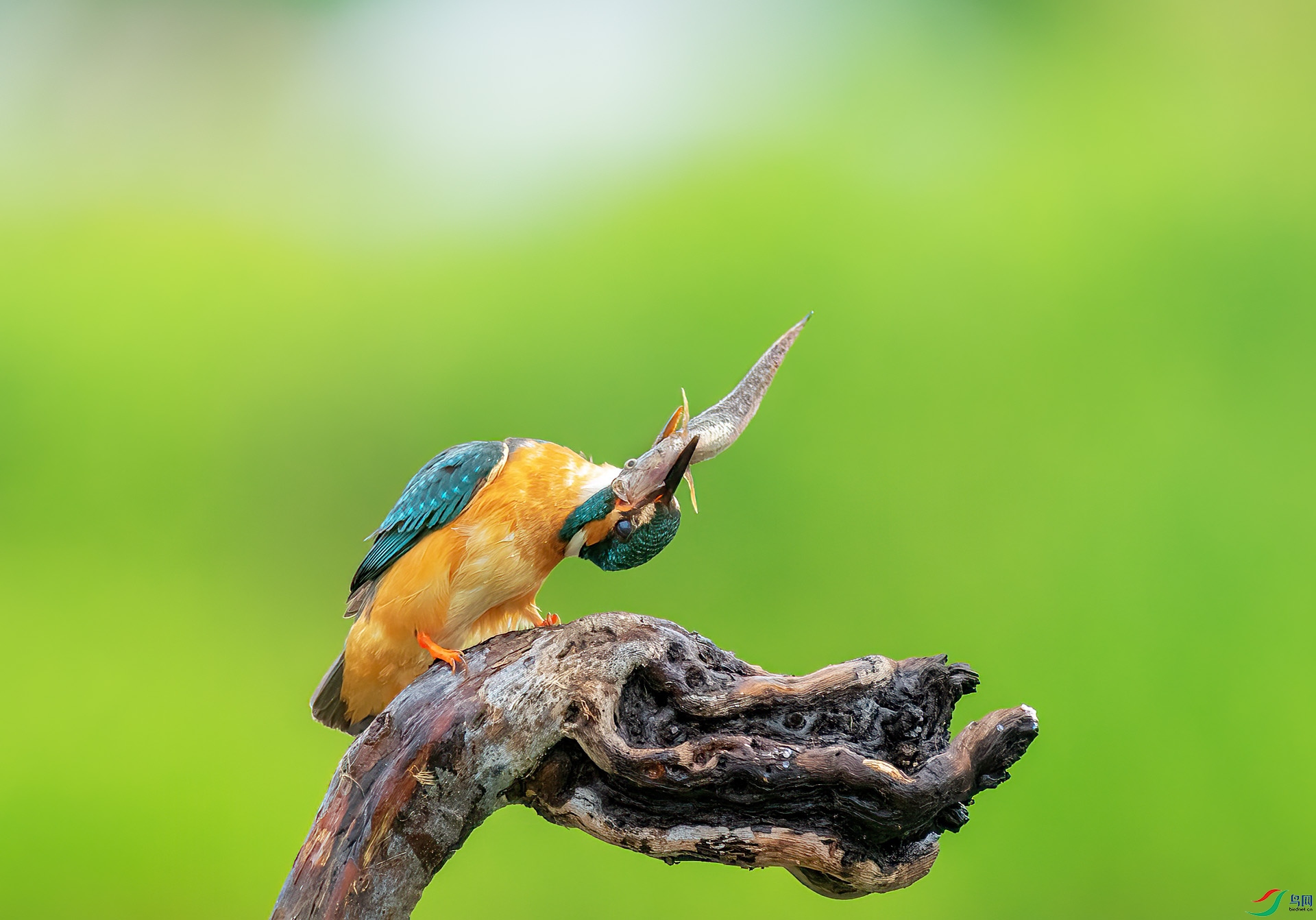 DSC_0496 ����.jpg