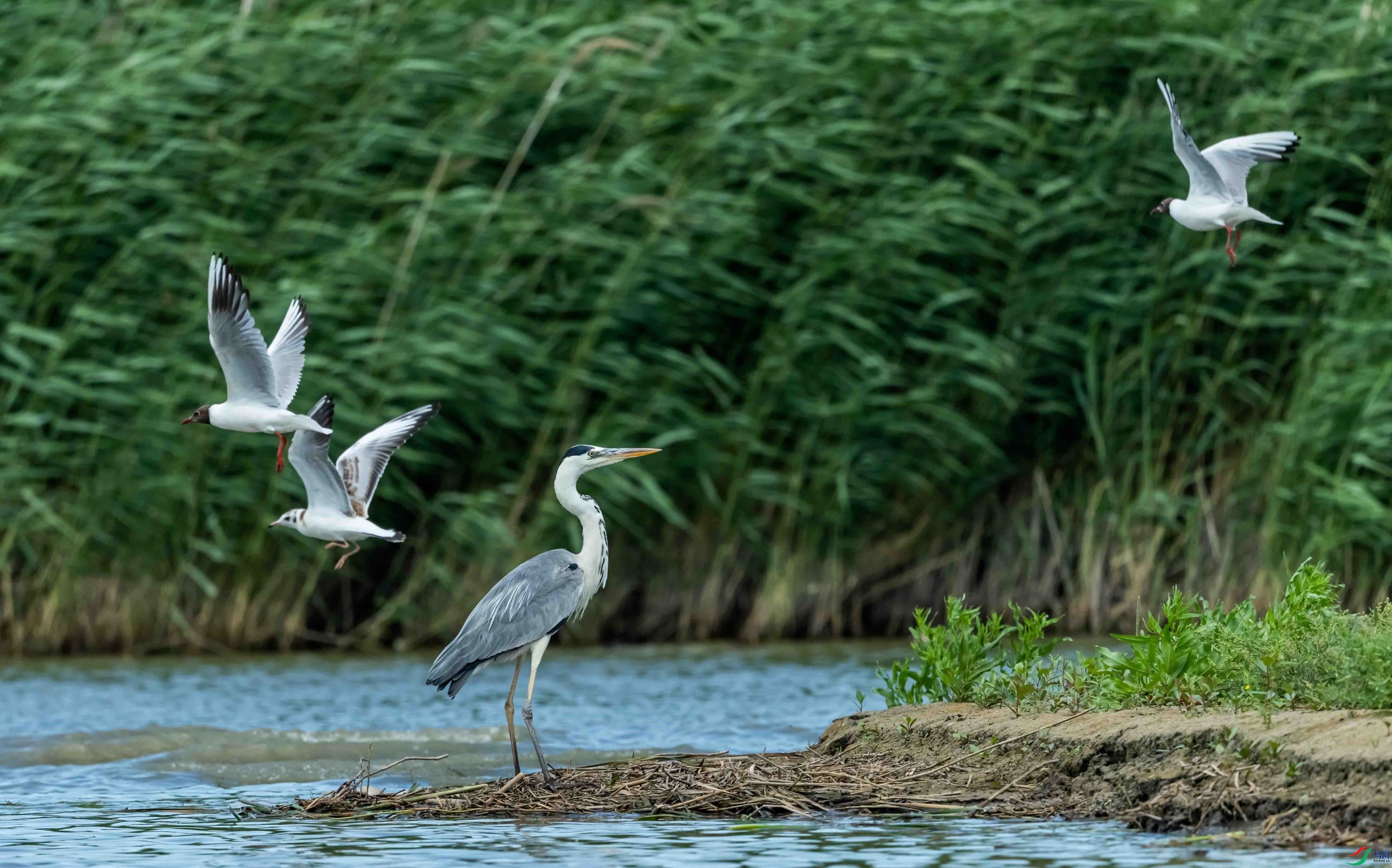 ��������