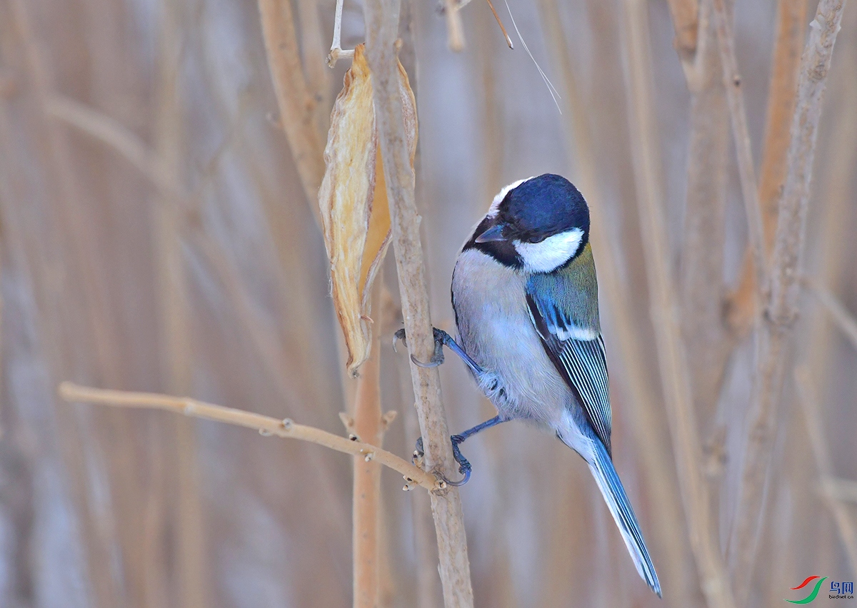DSC_6448.JPG