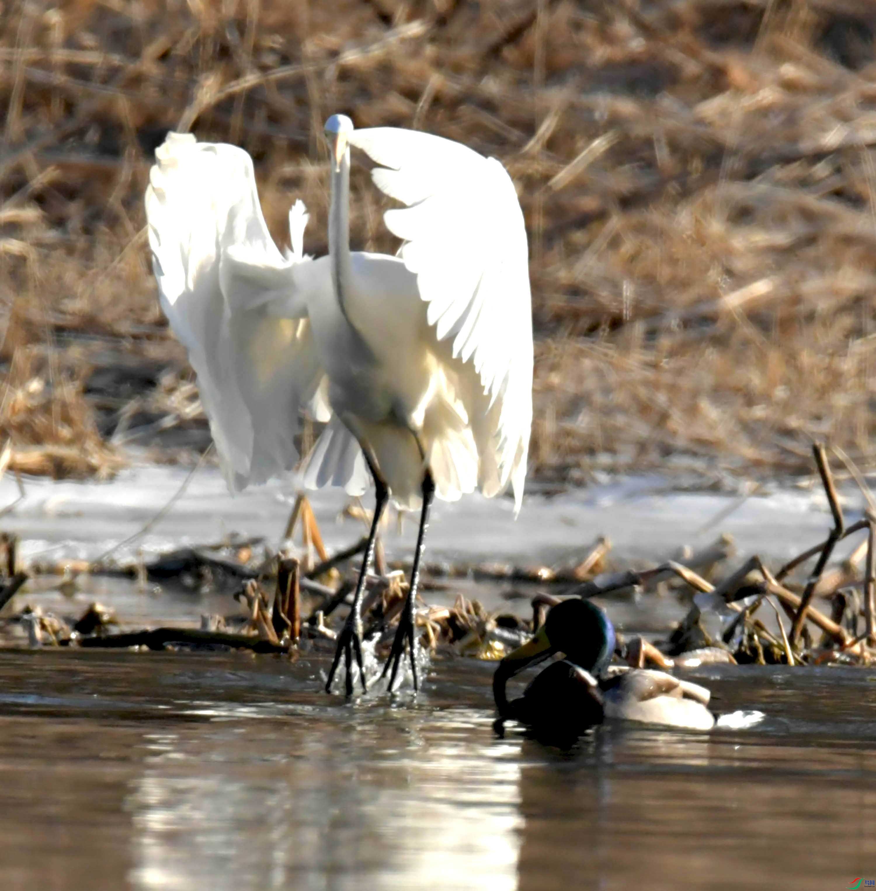 DSC_9899.JPG