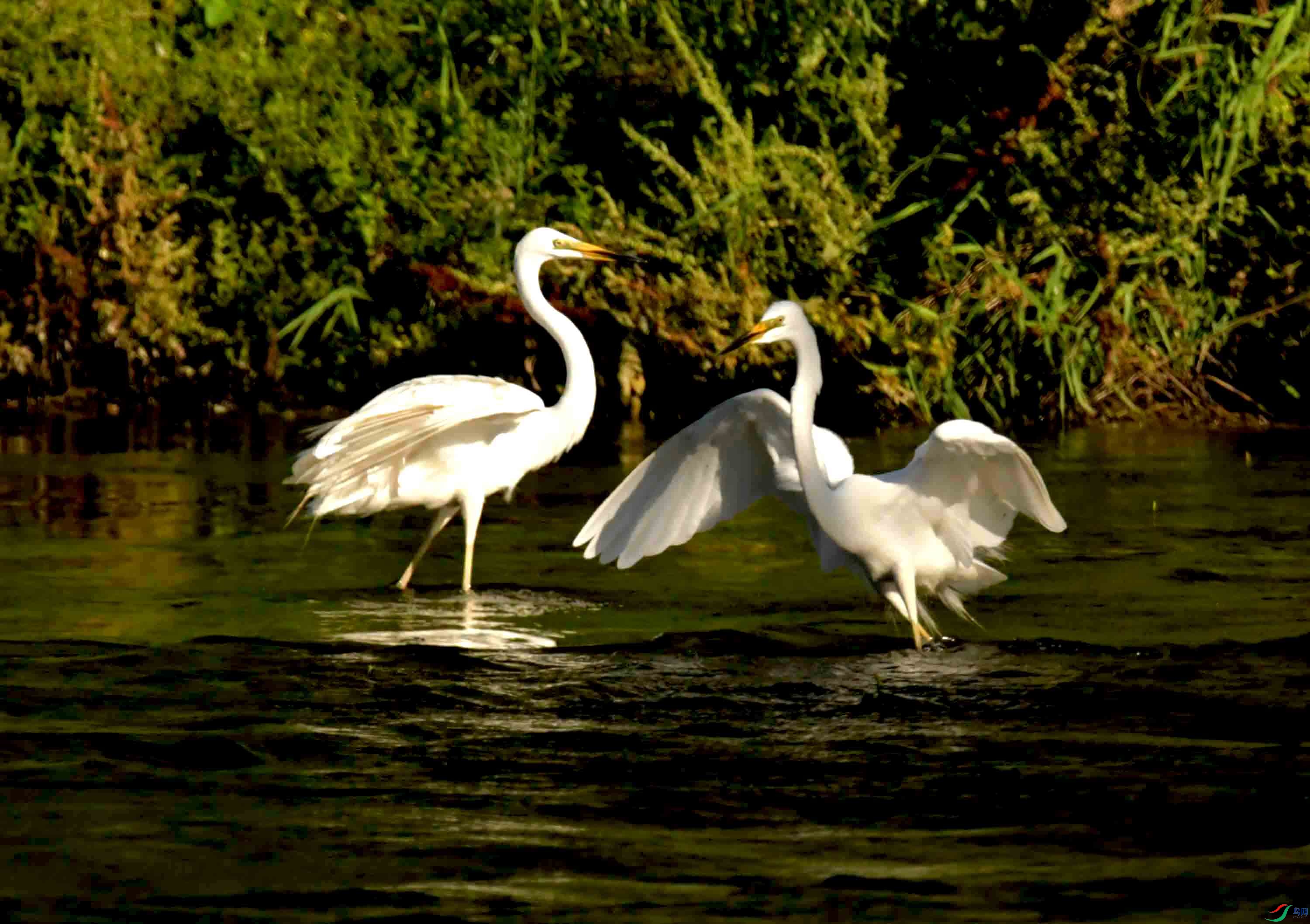 DSC_9938.JPG